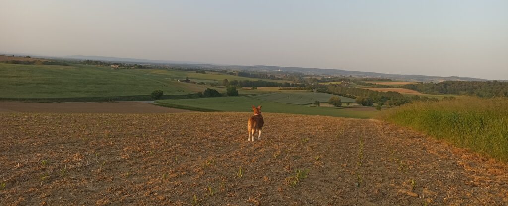 Tierpsychologie