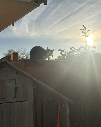 Katzenpsychologie
