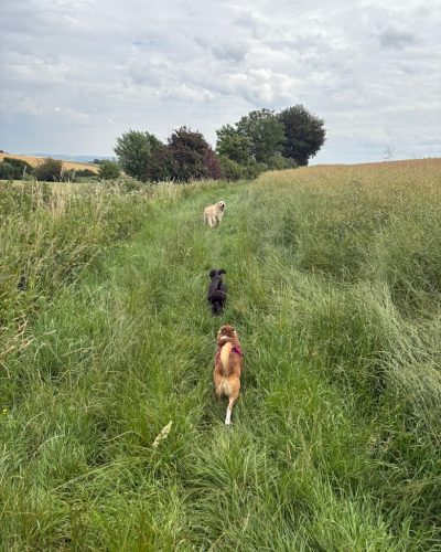 bd1a8a0a-8e74-4bc8-82f2-f92dfb5771c8